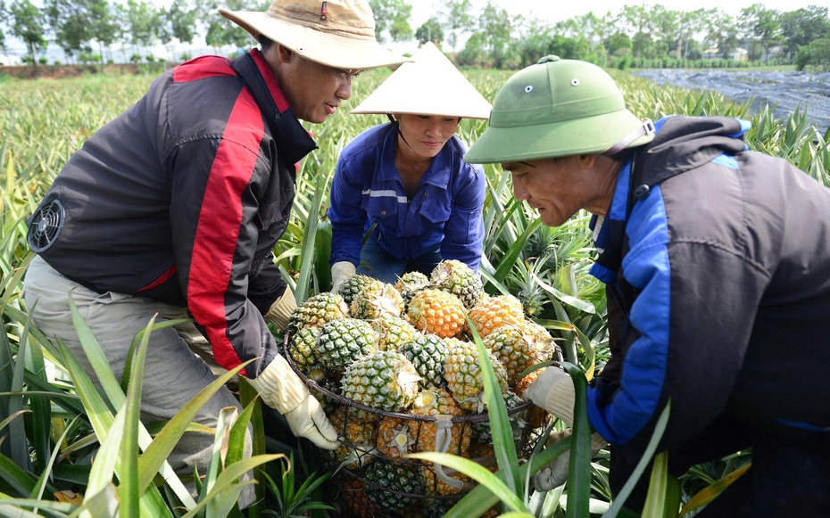 Cây "làm giàu" ở xứ Thanh rớt giá, nông dân chật vật giữa vụ thu hoạch