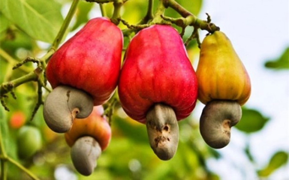 2 loại hạt được ví như "máy sạc tự nhiên" cho não, hạt số 1 ở quê có nhiều nhưng ít ai hay