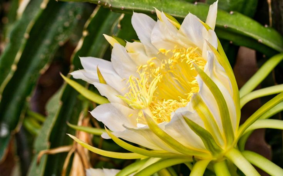 Đừng chỉ ăn quả, hoa loại cây này được dùng làm món ăn, vị thuốc "quý" ít ai hay