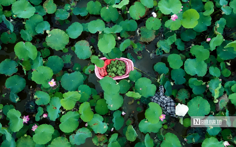 “Mùa sen nở” nông dân hái ra tiền từ cả hoa, lá đến du lịch