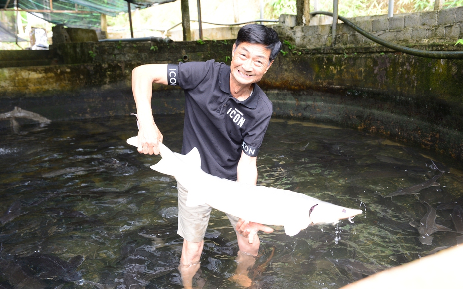 Người tiên phong đưa cá tầm lên núi: Từng "hái" tiền tỷ, nay thấp thỏm vì giá giảm sâu