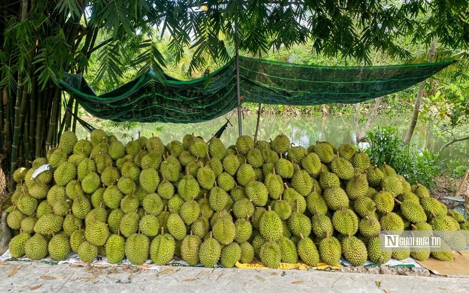 Sầu riêng biến động khó lường, nhà vườn “đứng ngồi không yên”