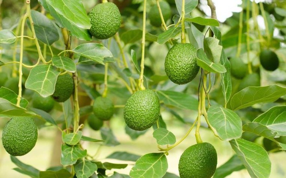 Loại quả quen thuộc cụ ông 125 tuổi ăn mỗi sáng, ở Việt Nam trồng bạt ngàn