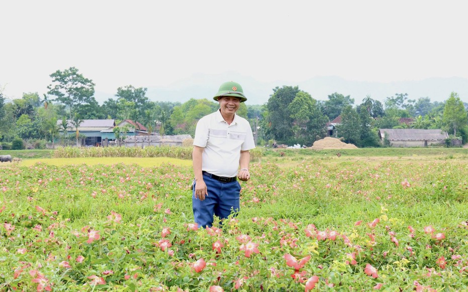 "Dược liệu quý” bén rễ trên đất cằn, nông dân Hà Tĩnh thu 20 triệu đồng/sào