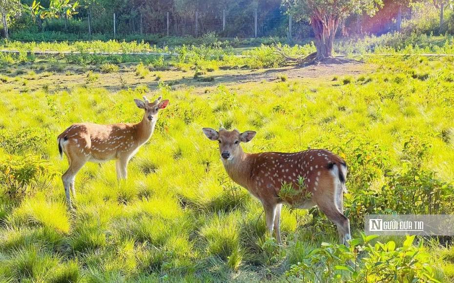 Vườn Quốc gia Kon Ka Kinh, "nóc nhà của Gia Lai" mở cửa đón khách
