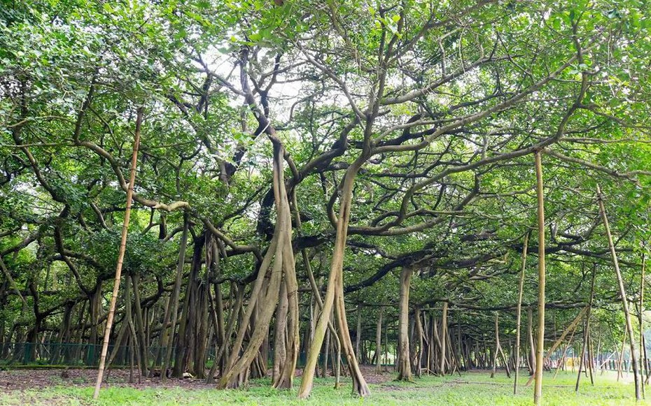 Cây đa lớn nhất thế giới, tán rộng gần gấp 3 sân bóng đá