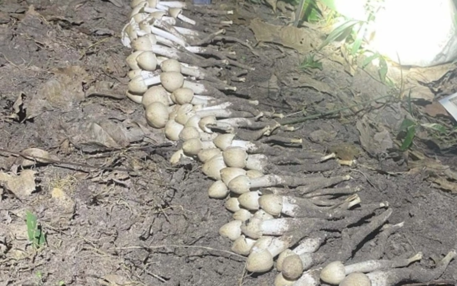 Loài cây "từ đất chui lên", giá hơn 1 triệu/kg vẫn có người mua