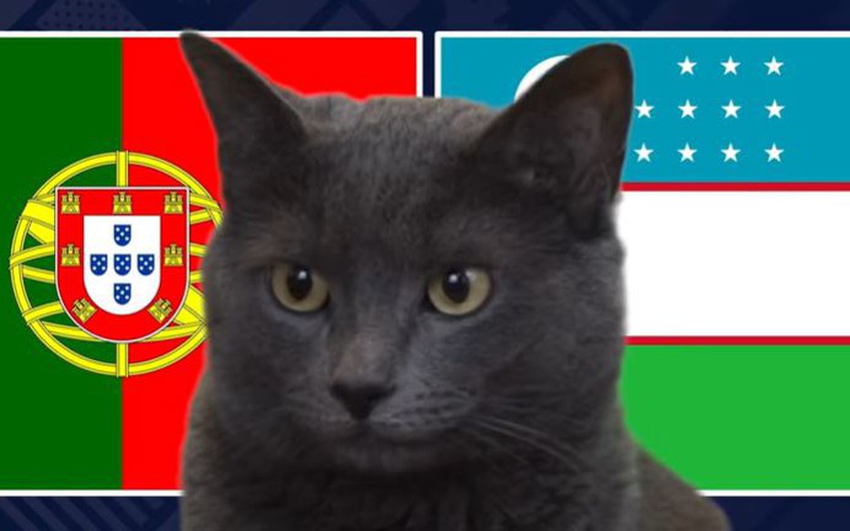 Mèo "tiên tri" dự đoán trận Bồ Đào Nha vs Uzbekistan: Không biết nói dối