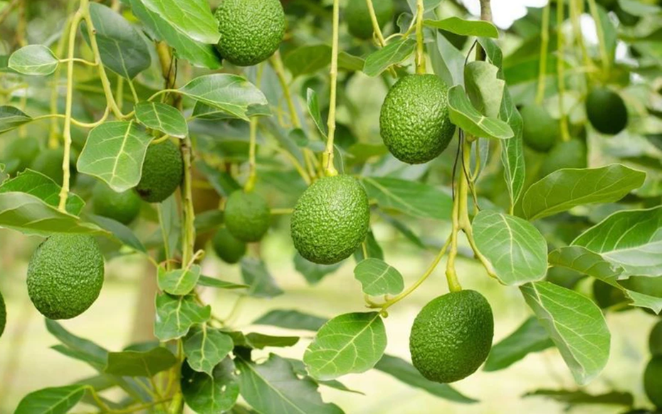 Loại quả được đánh giá "tốt nhất thế giới", ở Việt Nam hễ ra chợ là thấy