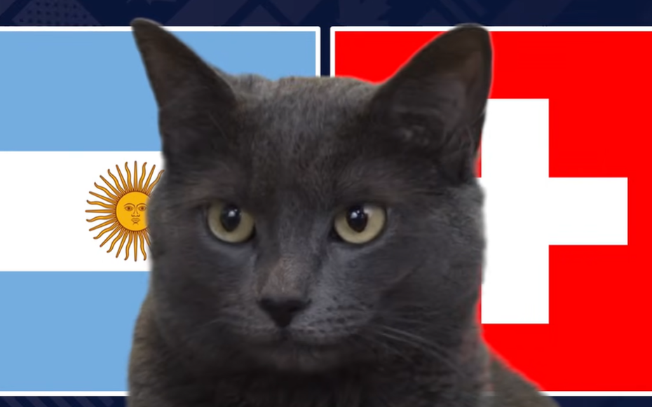 Mèo "tiên tri" dự đoán kết quả trận Argentina vs Thụy Sĩ: Liệu có kỳ tích?