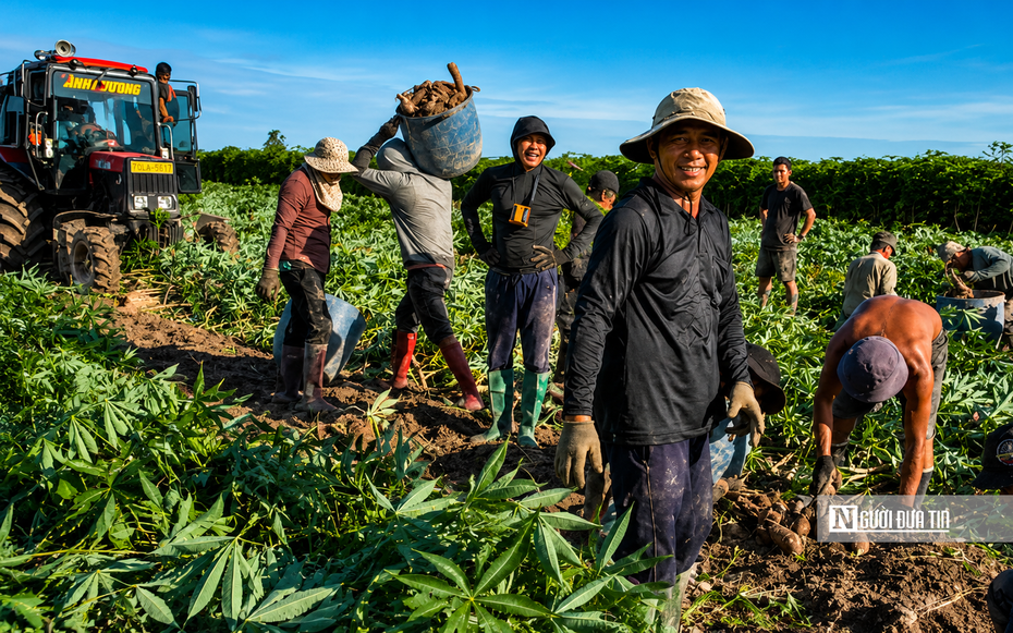 Nhộn nhịp mùa thu hoạch khoai mì trên những cánh đồng Tây Ninh