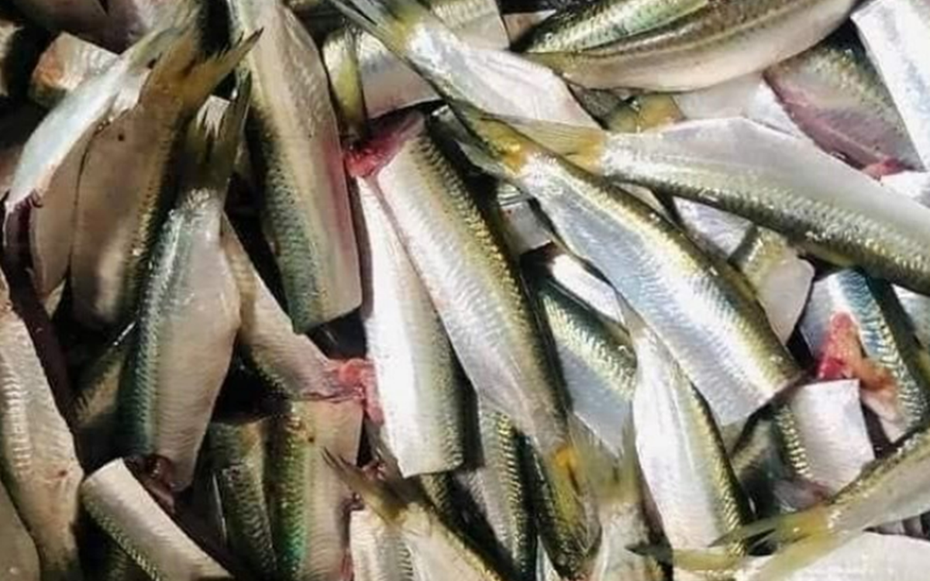 Mỹ đánh giá loại cá "tốt bậc nhất thế giới", người Việt gặp hàng ngày ngoài chợ