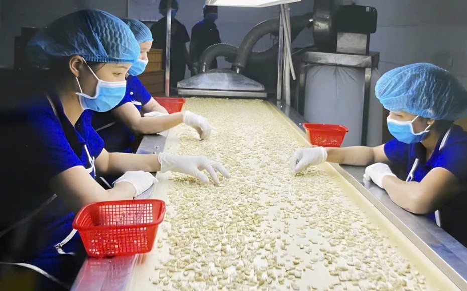 Hạt điều Việt và cuộc chuyển mình khỏi "lời nguyền gia công" - Kỳ 1: Thống lĩnh xuất khẩu, lép vế thương hiệu