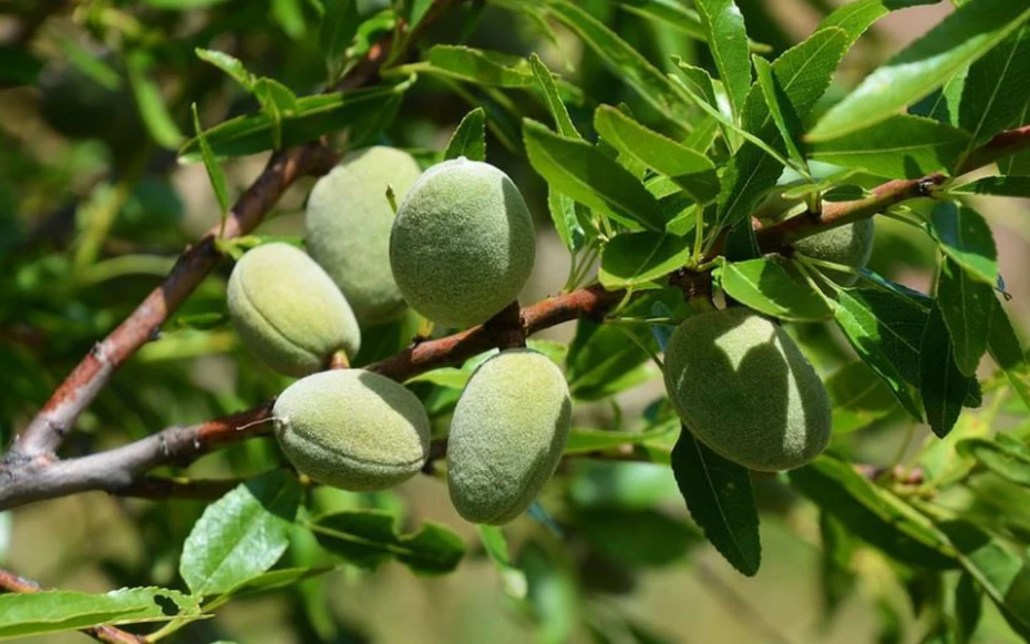Loại hạt thuộc nhóm "tốt nhất thế giới", ở Việt Nam trồng bạt ngàn