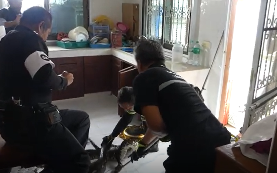 Vào phòng bếp, người phụ nữ bắt gặp cảnh tượng "lạnh sống lưng" dưới bồn rửa bát