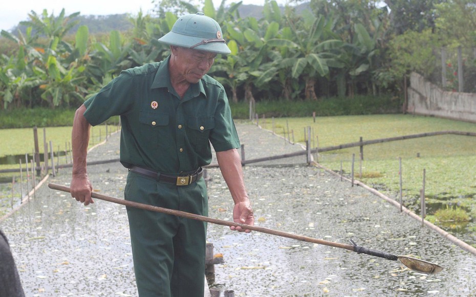 Cựu chiến binh quê Bác làm kinh tế thành công từ mô hình nuôi ốc bươu đen