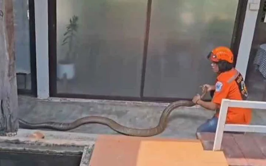 Đang ngồi trong nhà, người dân phát hiện cảnh tượng "nổi da gà" ngoài sân