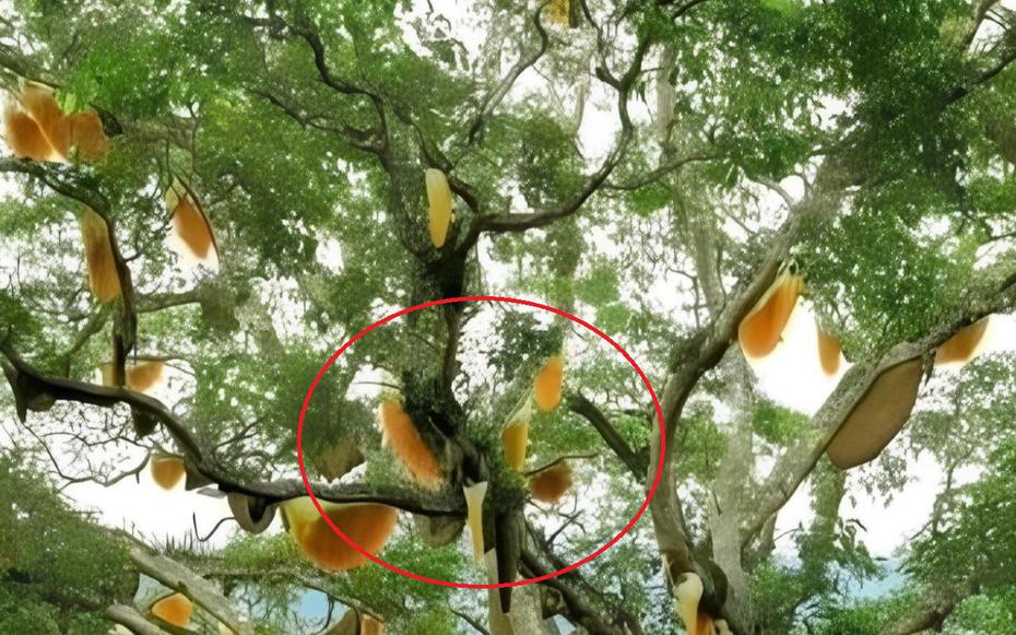 Nhìn lên cây sung cổ thụ, người dân sửng sốt chứng kiến cảnh tượng "nổi da gà"