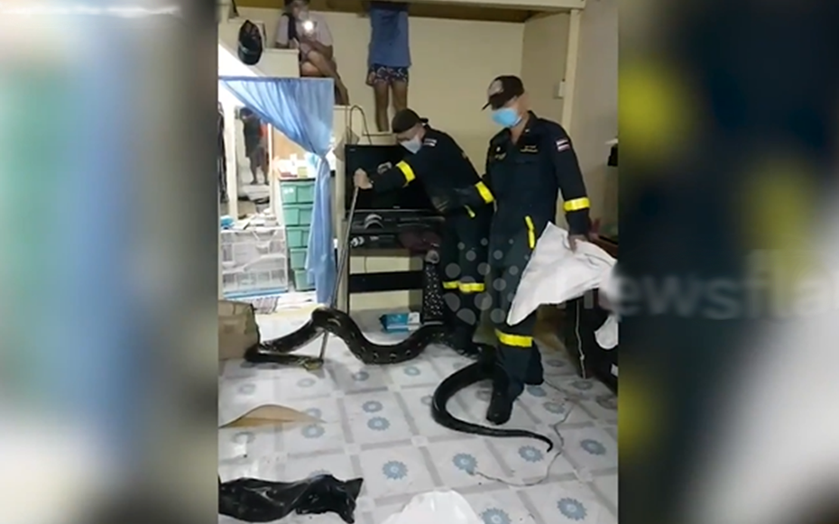 Trăn khổng lồ dài 3 mét bò vào phòng khách, cả nhà "nổi da gà"