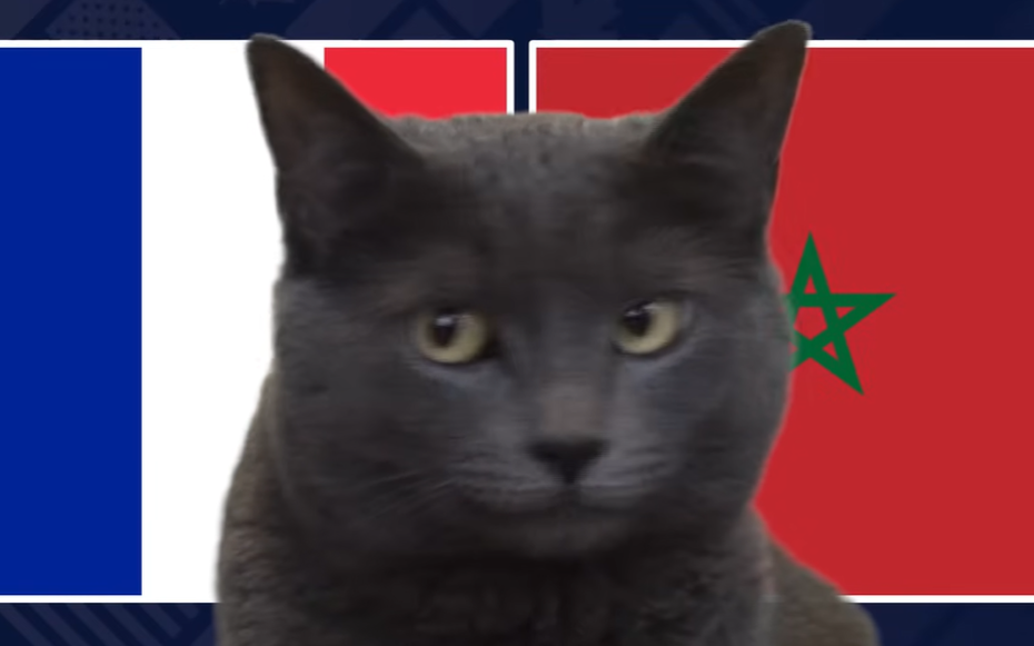 Mèo "tiên tri" dự đoán kết quả trận Pháp vs Morocco: Lựa chọn gây sốc