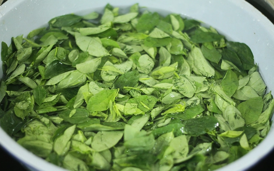 Loại rau quen thuộc từng làm hàng rào, nay được săn tìm vì được ví như “cây thuốc”