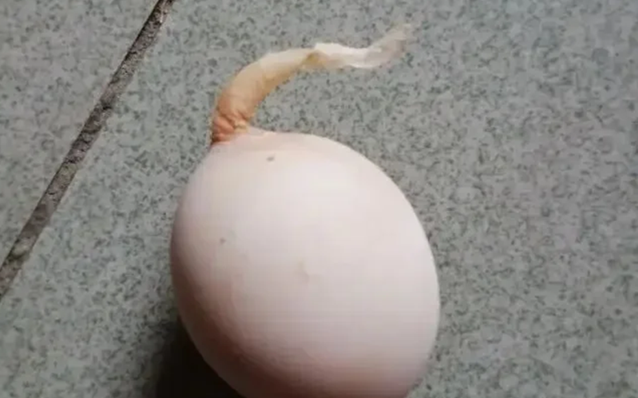 Quả trứng gà kỳ lạ mọc "đuôi" dài 5 cm