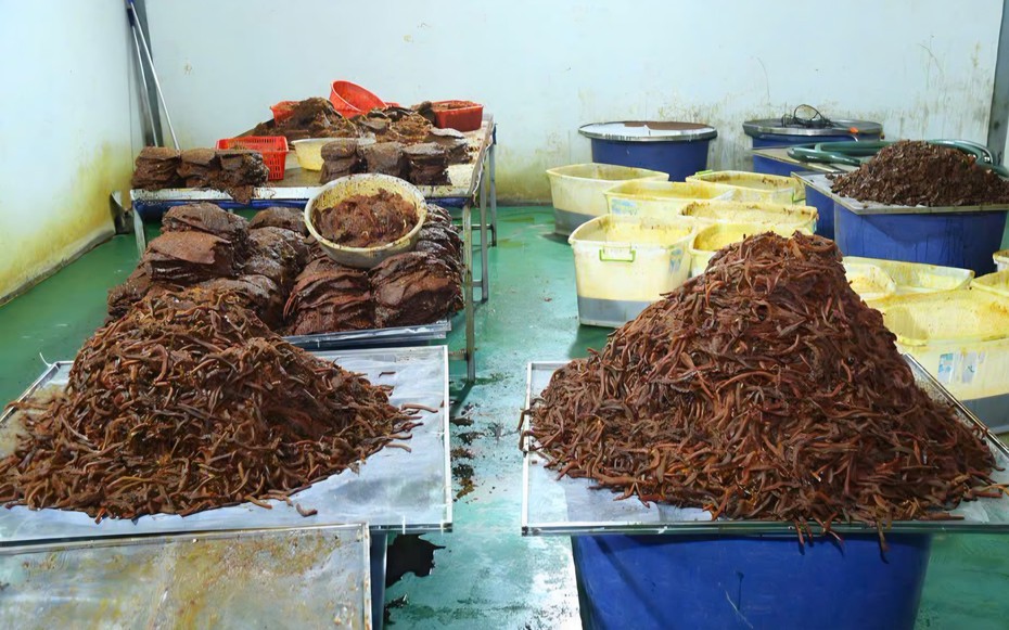 Khô trâu “đội lốt” khô bò, thu lợi hàng chục tỷ đồng