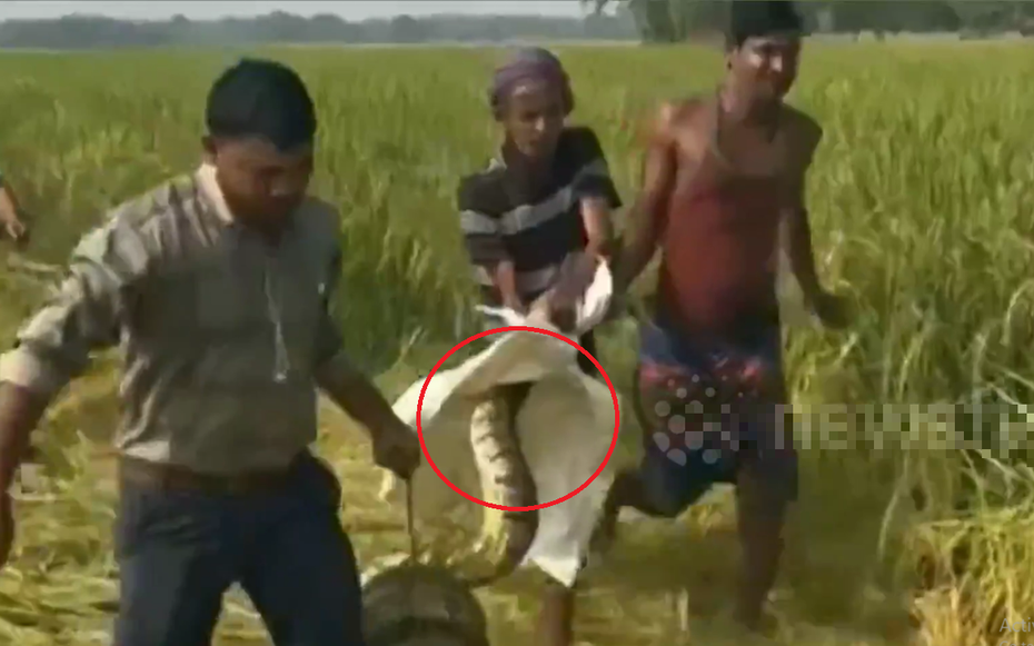Đang làm đồng, dân làng phát hiện cảnh tượng "nổi da gà"