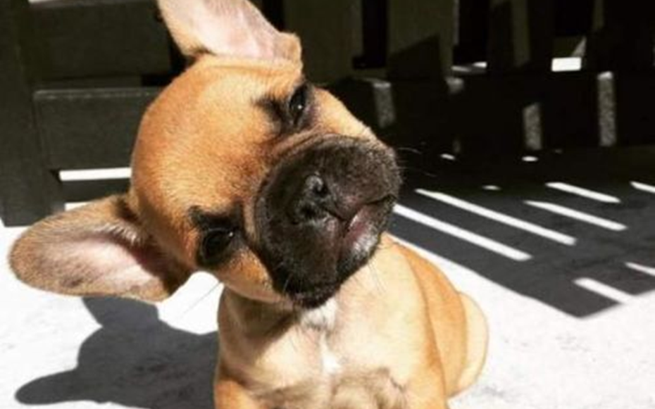 Vì sao chó hay nghiêng đầu khi nghe chủ gọi? Bí mật thú vị phía sau