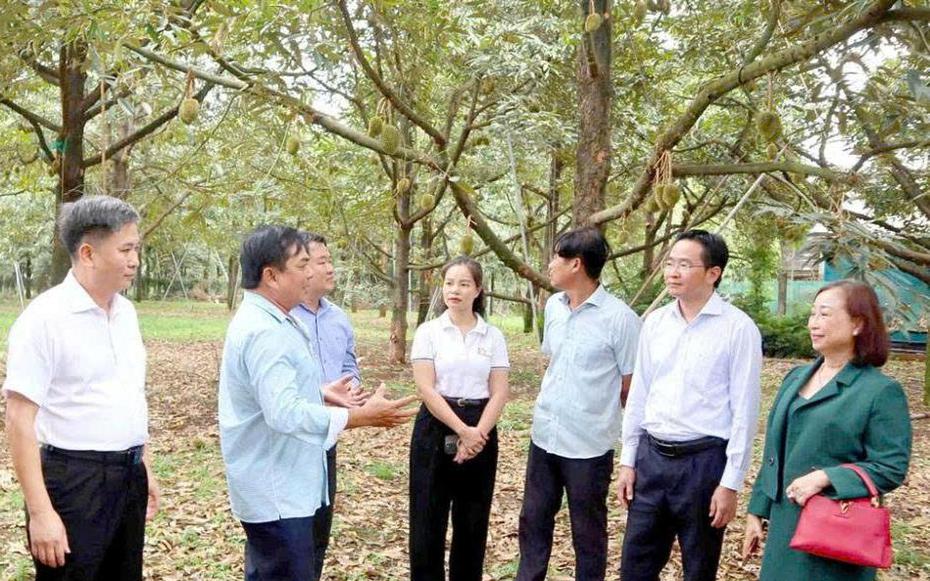 "Cởi trói" để giữ thị trường xuất khẩu sầu riêng