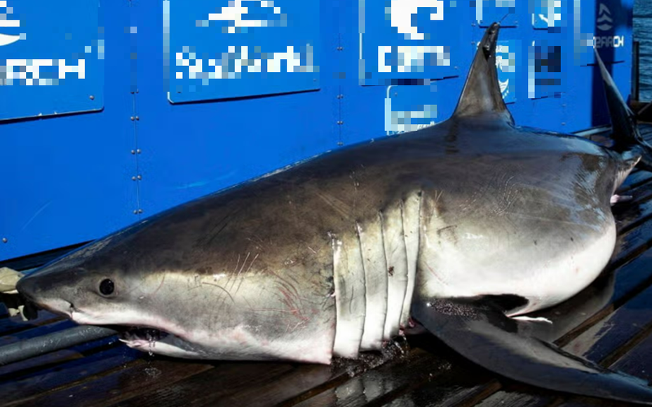 Phát hiện con cá "khổng lồ" nặng gần 700 kg