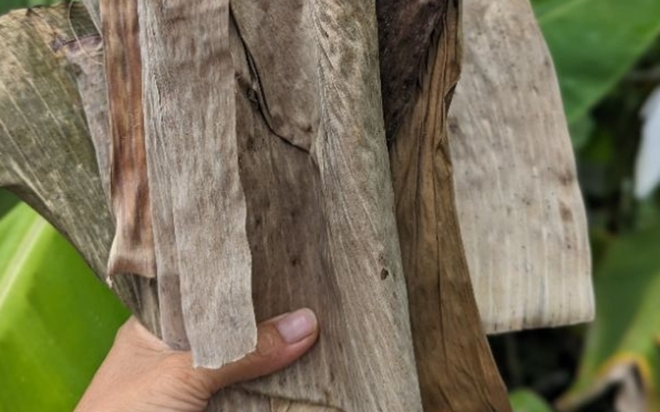 Loại lá rụng đầy vườn ở Việt Nam, "trời Tây" bán gần nửa triệu đồng/chiếc vẫn có người mua