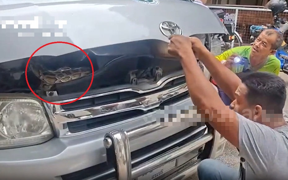 Vừa mở nắp ca-pô, người đàn ông chết lặng trước cảnh tượng "đáng sợ" bên trong xe