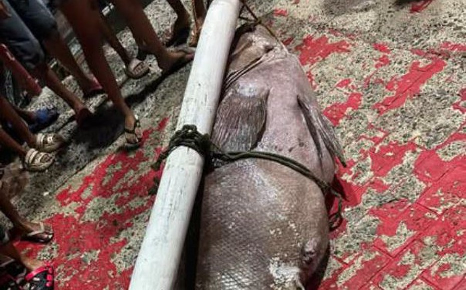 Ngư dân bắt được con cá mú khổng lồ nặng 130kg trên biển