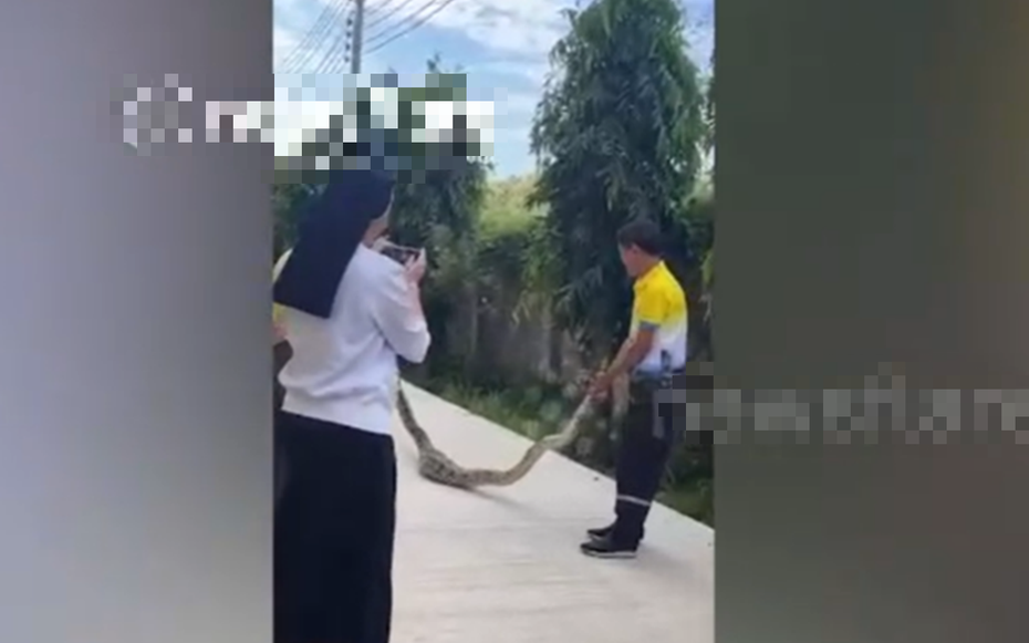 Bắt sống trăn khổng lồ dài 4 mét bò ngoài sân trường