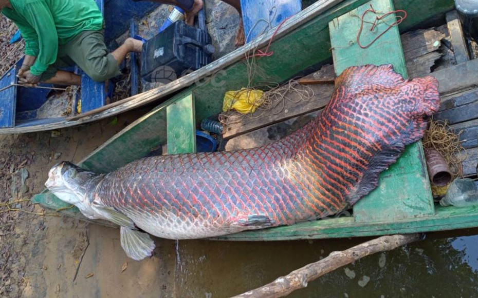 Ngư dân bắt được con cá hải tượng long dài 2,44 mét, nặng 120kg trên sông