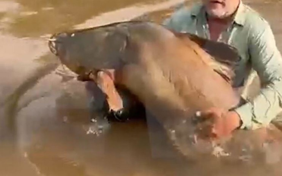 Cần thủ câu được con cá trê khổng lồ dài 1,74 mét, nặng 80kg trên sông