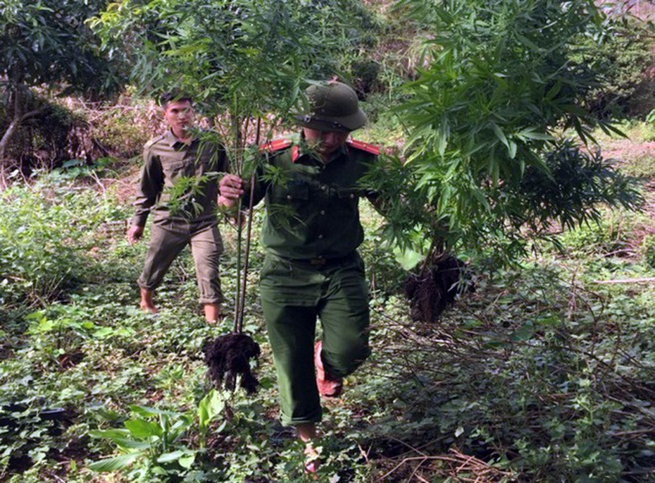 Phát hiện thanh niên vừa nuôi gia súc vừa "canh tác" cần sa