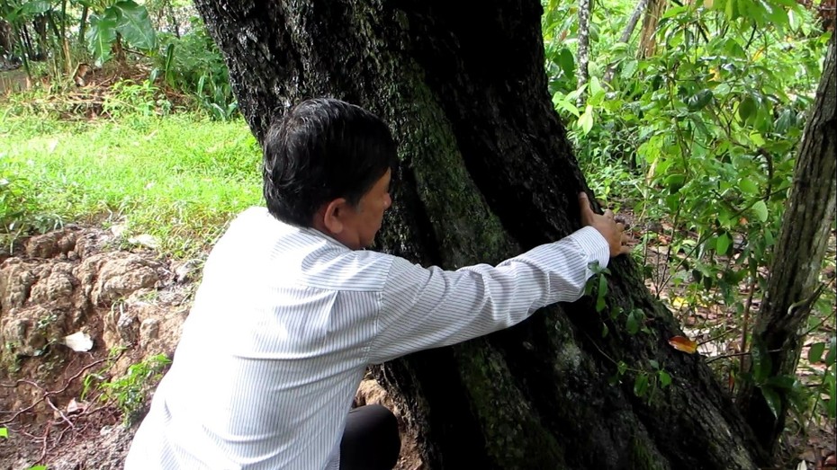 "Mục sở thị" cây hồng nhung 100 tuổi quý hiếm ở Vĩnh Long