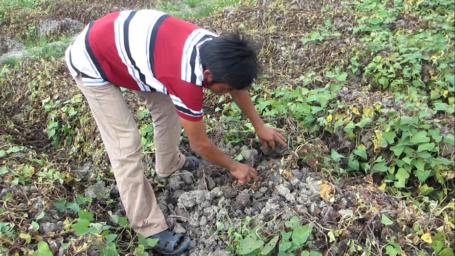 Công an vào cuộc truy tìm kẻ phá hoại mùa màng nông dân