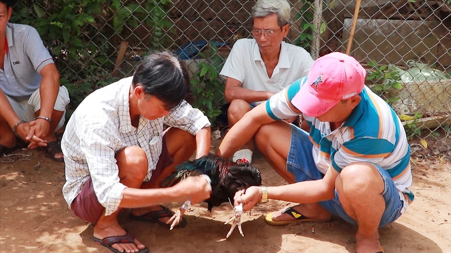 Cảnh sát vây bắt nhóm con bạc đá gà ăn tiền ở Vĩnh Long