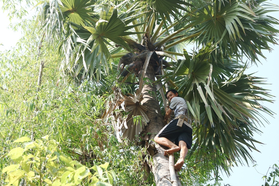 Lý do người dân vùng Bảy Núi bán cây thốt nốt đặc sản cho thương lái