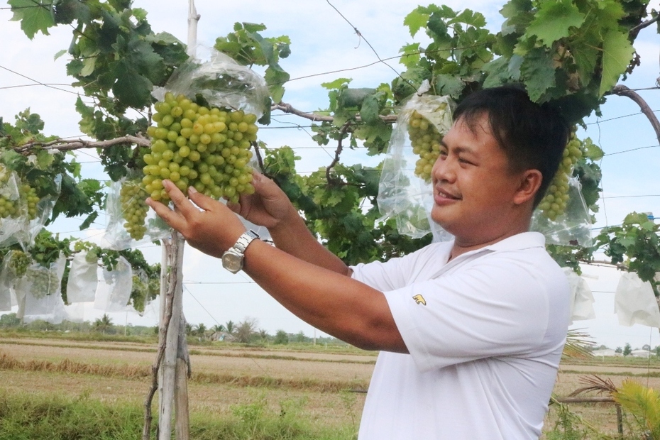 Triển khai mô hình trồng nho ăn tươi an toàn đầu tiên tại Trà Vinh