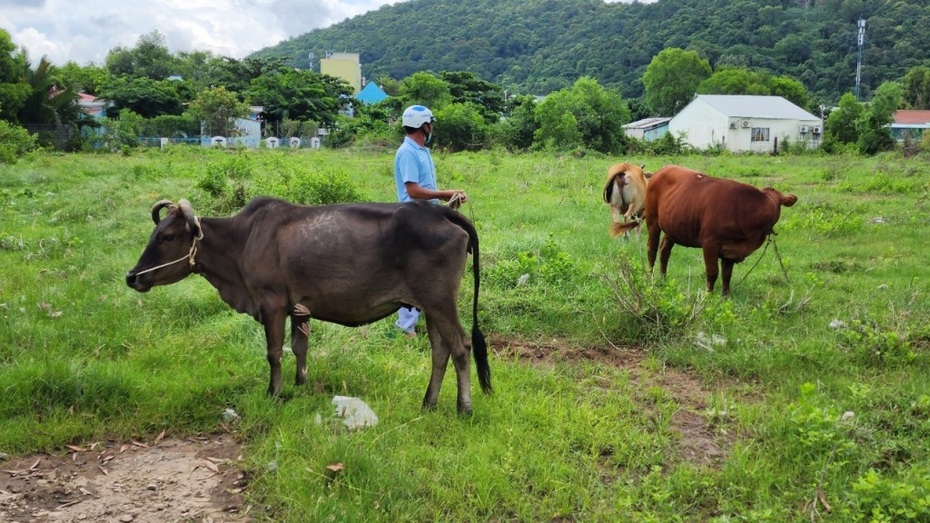 Lập chuyên án bắt đối tượng gây hàng loạt vụ trộm trâu, bò vùng biên