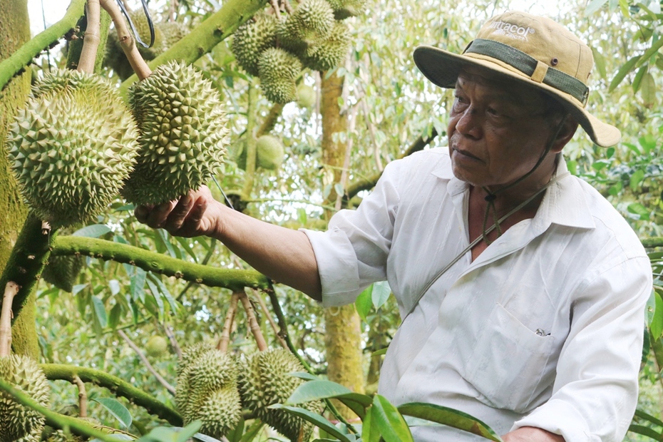 Thích ứng sản xuất, nông dân trồng sầu riêng ở miền Tây phấn khởi