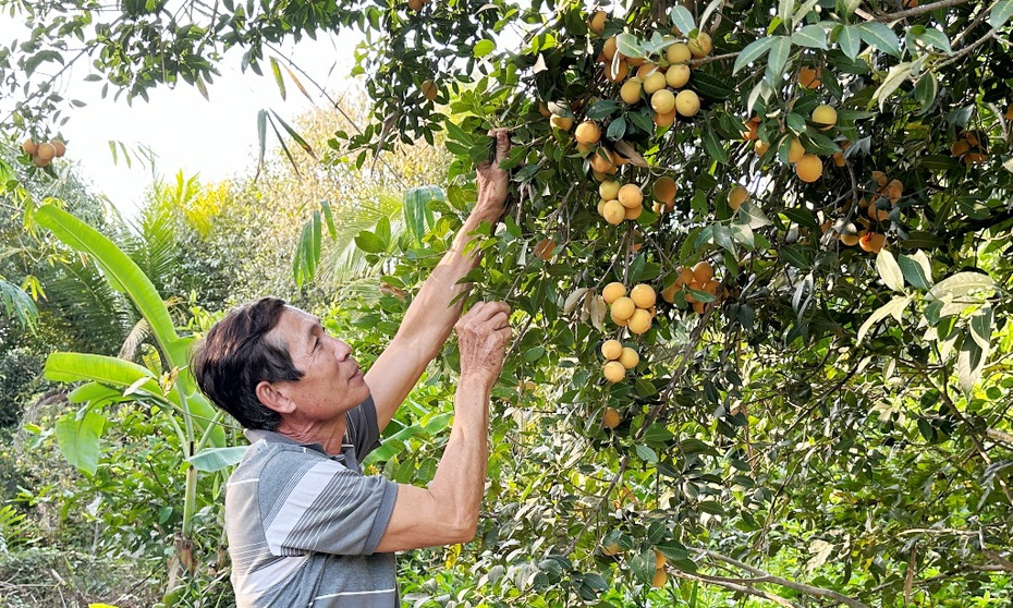 Thanh trà ĐBSCL mất mùa do thời tiết, giá bán cao