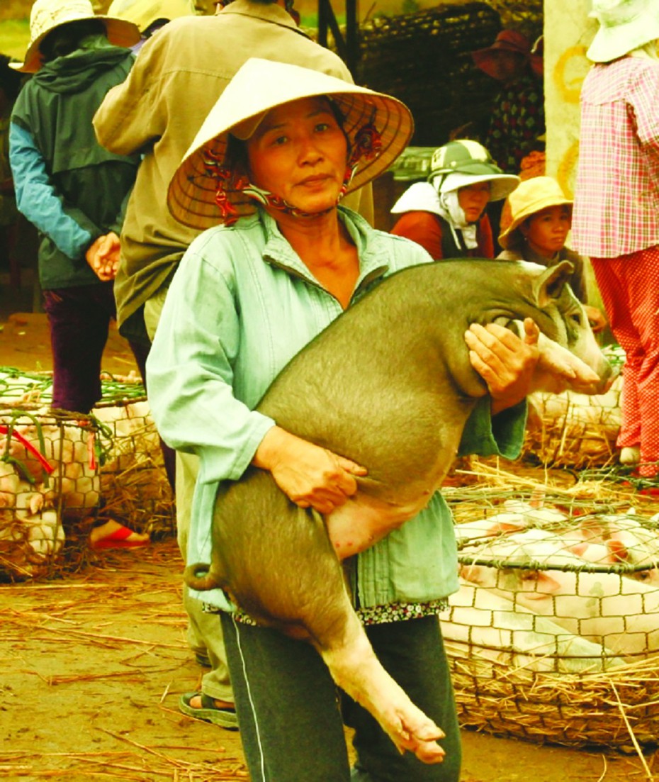 Những điều thú vị nghề bồng heo “đón vía” ở xứ Quảng