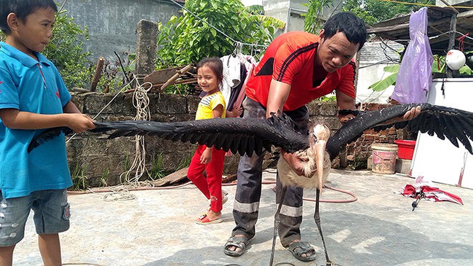 Số phận chim già đẫy quý hiếm sa xuống ruộng ở Hà Tĩnh