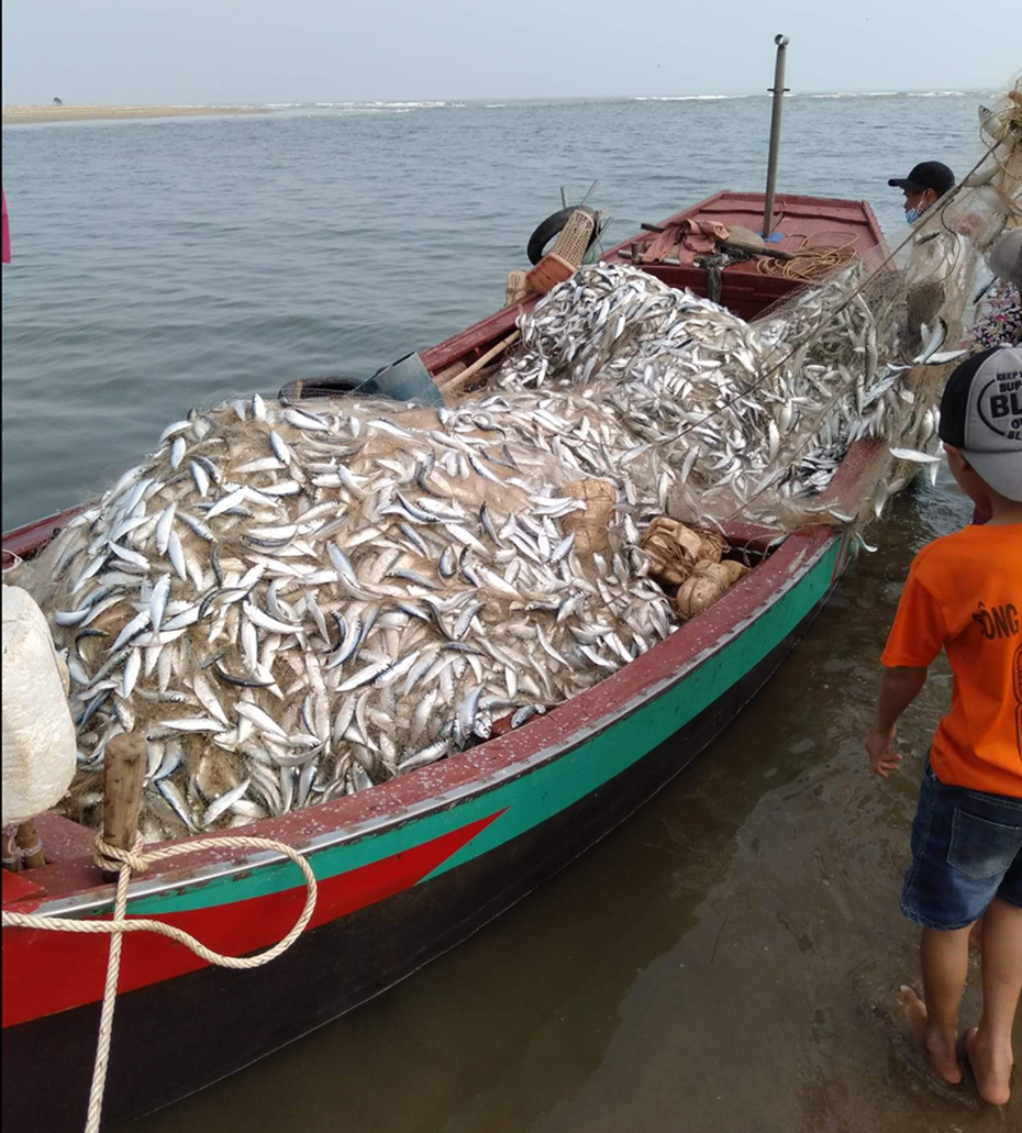 Video: Đã mắt xem cá trích phủ trắng biển Hà Tĩnh những ngày đầu năm mới