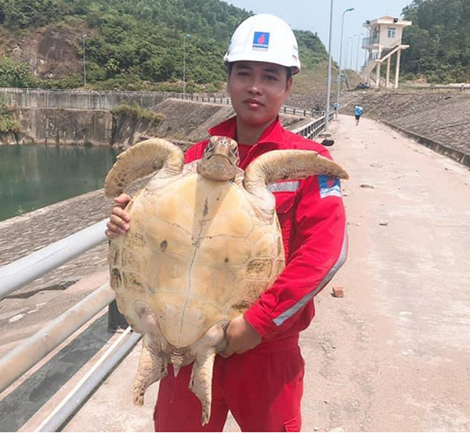 “Lạc” vào nhà máy, đồi mồi sách đỏ được nhóm công nhân thả về biển